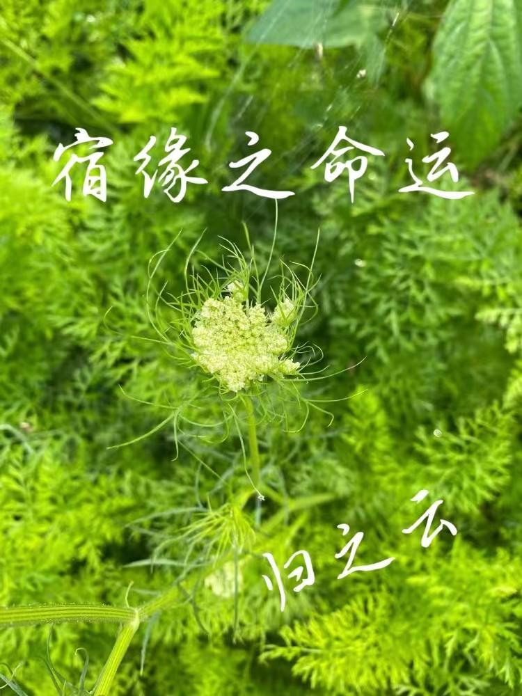 宿命与缘分