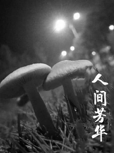 人間芳華指的是什麼意思